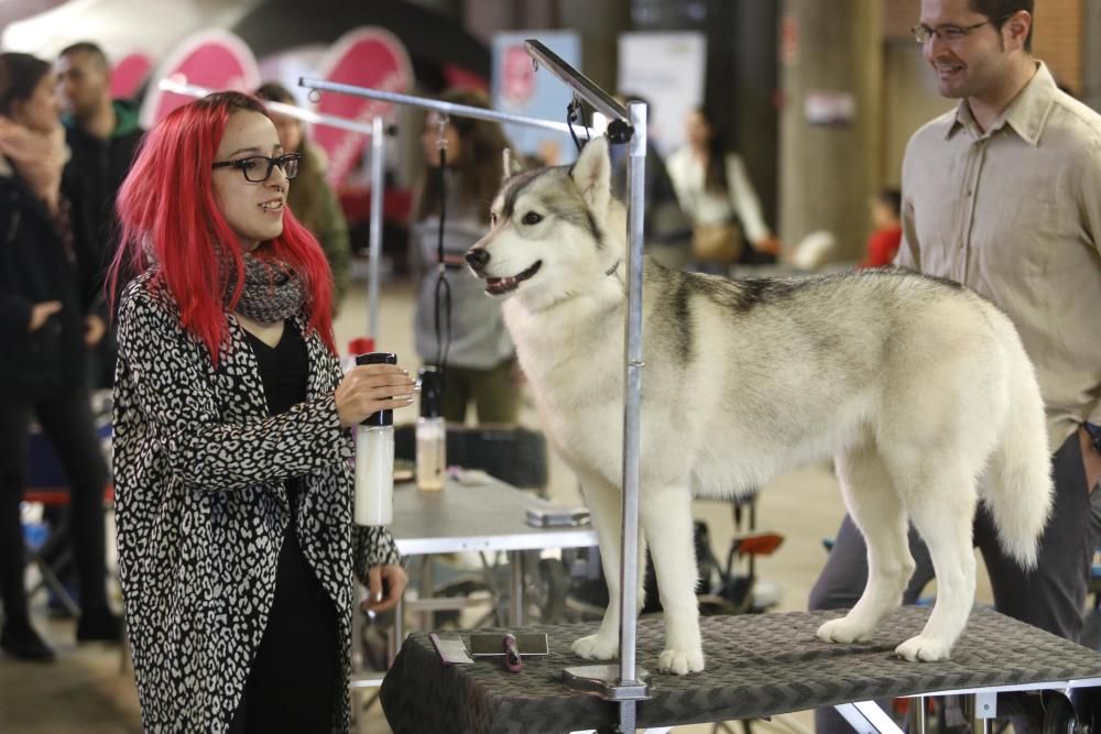 Expocanina 2018