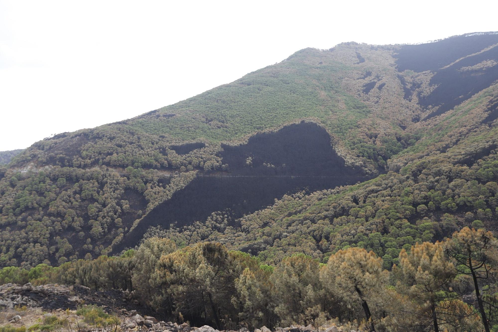 El Paraje de las Peñas Blancas en Estepona arrasado por el fuego