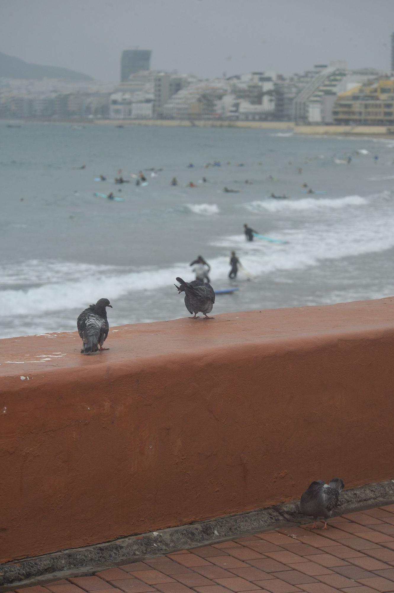 Tiempo en Gran Canaria (31/08/2022)