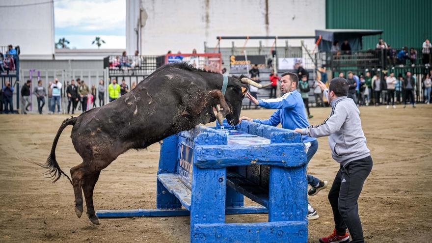 La Paloma abre el concurso de ganaderías en la Pascua Taurina de Onda