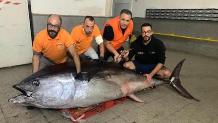 Las Palmas de Gran Canaria | Llegan al Mercado Central dos atunes rojos de  346 y 327 kilos