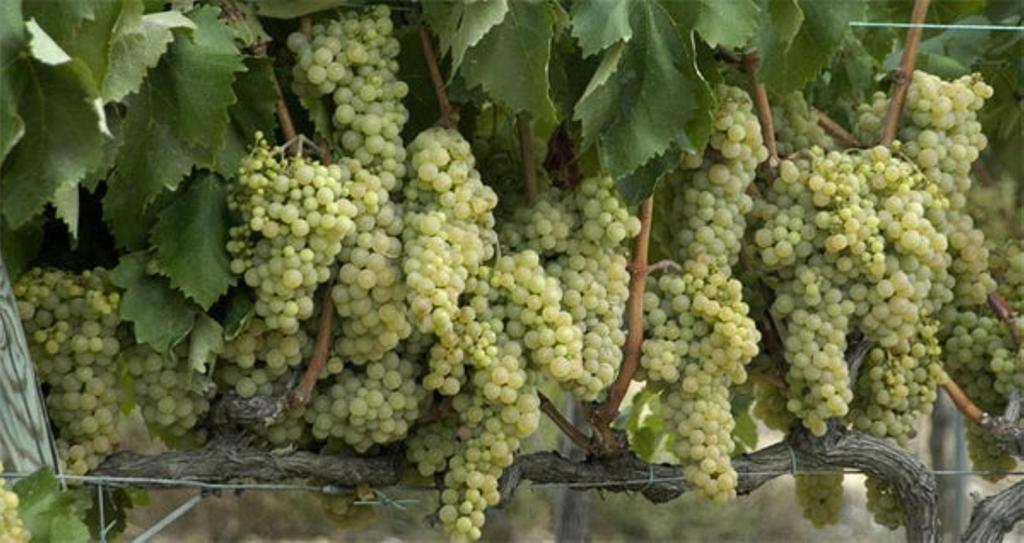 La fiesta de la vendimia llega a Madrid