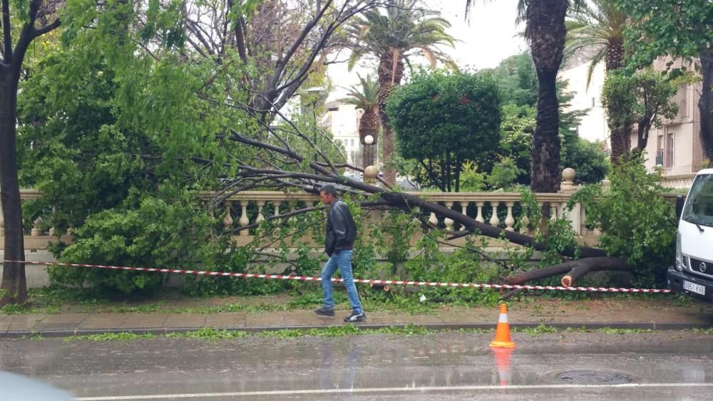 Caída de un árbol en el antiguo cuartel de Lorca