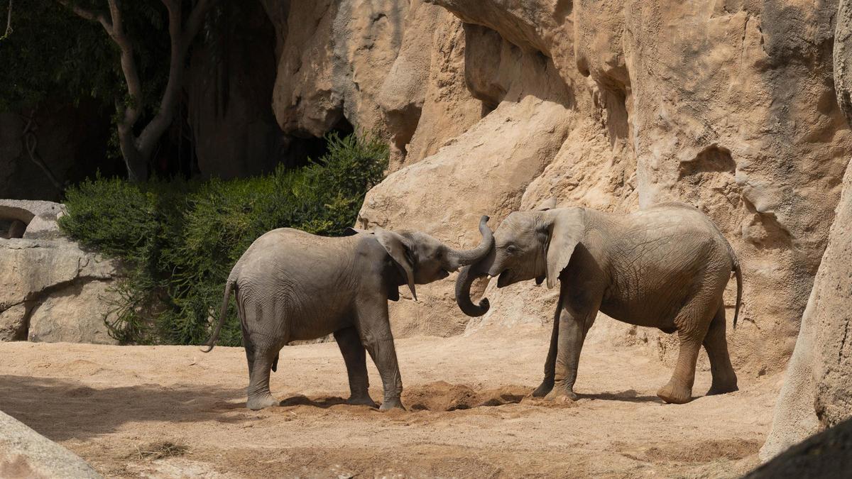 Malik y Makena, las crías de elefante, jugando en Bioparc Valencia.