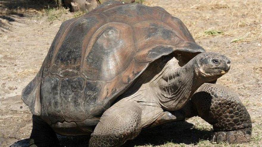 Muere a los 344 años la tortuga más vieja de África