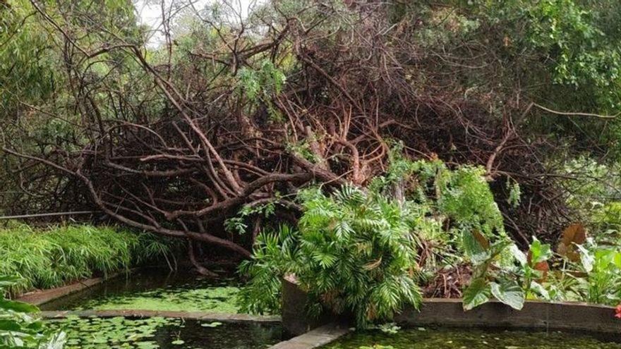 Santa Cruz de Tenerife mantiene cerrados los parques y jardines para someterlos a una &quot;revisión&quot; tras el paso de &#039;Hermine&#039;