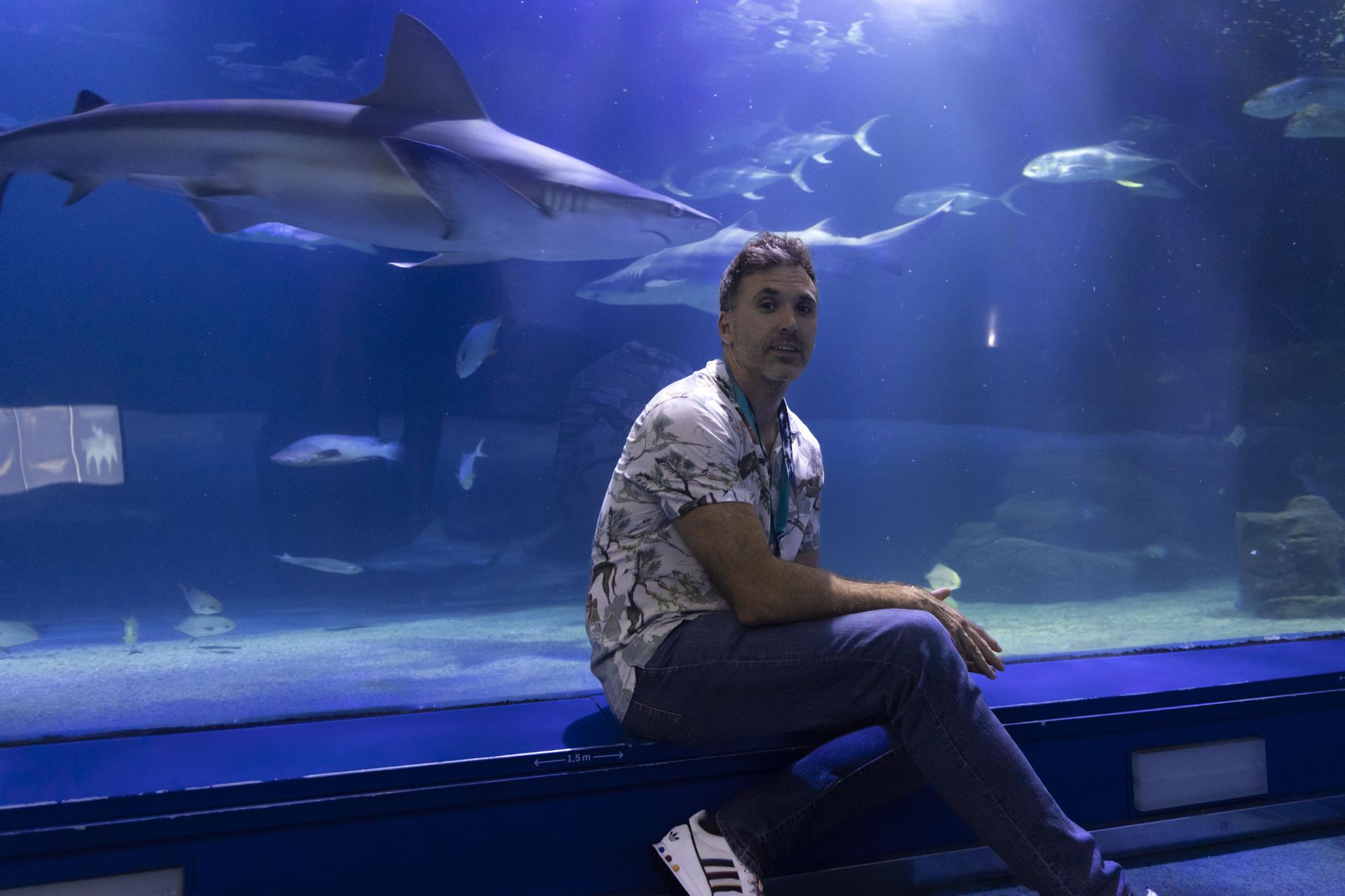 El Oceanogràfic acoge el congreso internacional por la conservación de los tiburones