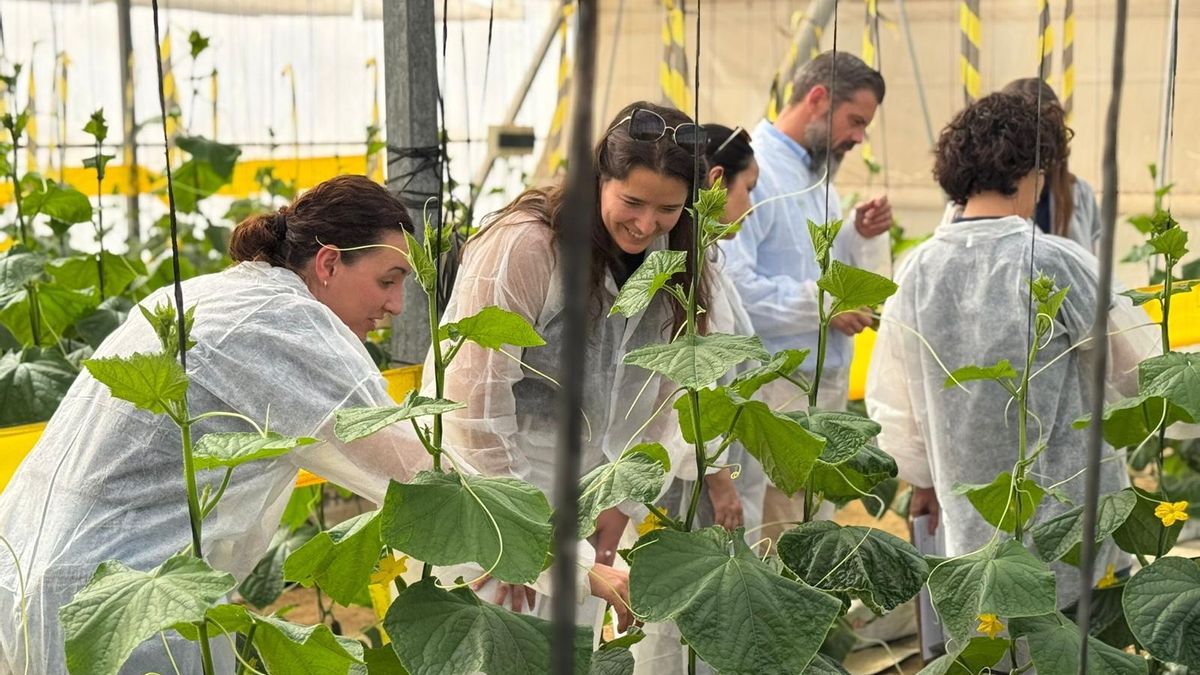El proyecto "Macroalgae" demuestra el potencial de las macroalgas andaluzas como fuente de bioinsumos agrícolas sostenibles.