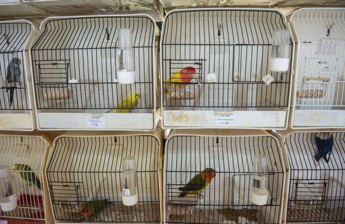 Algunos de los canarios a exposición. |  Casteleiro