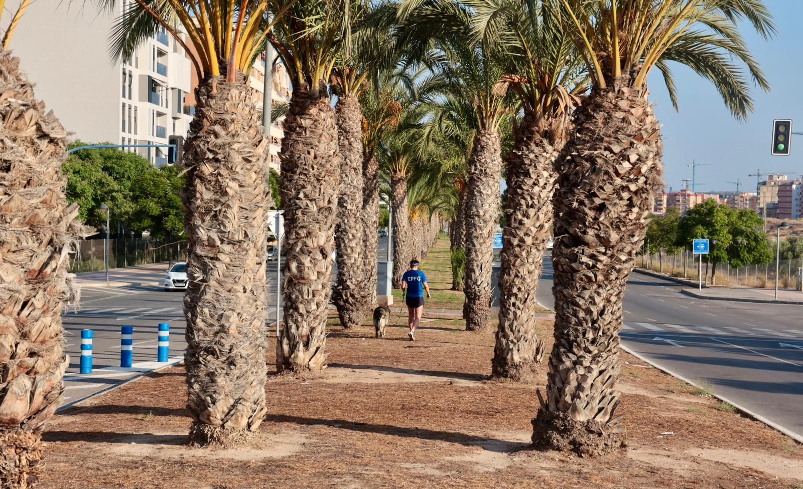 Así están las zonas verdes del PAU 1 en Alicante