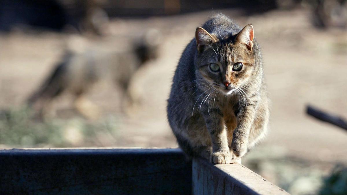 Un estudio demuestra la presencia de leishmaniosis en gatos callejeros en Zaragoza