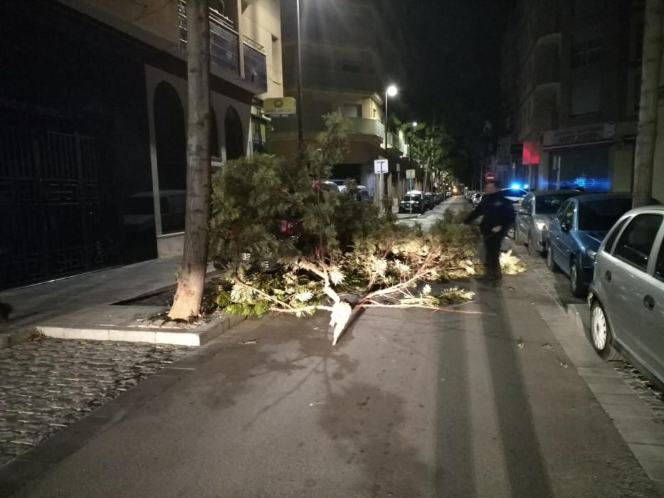 El viento derriba un árbol en el parque de la placeta de l'Era en Torrent.