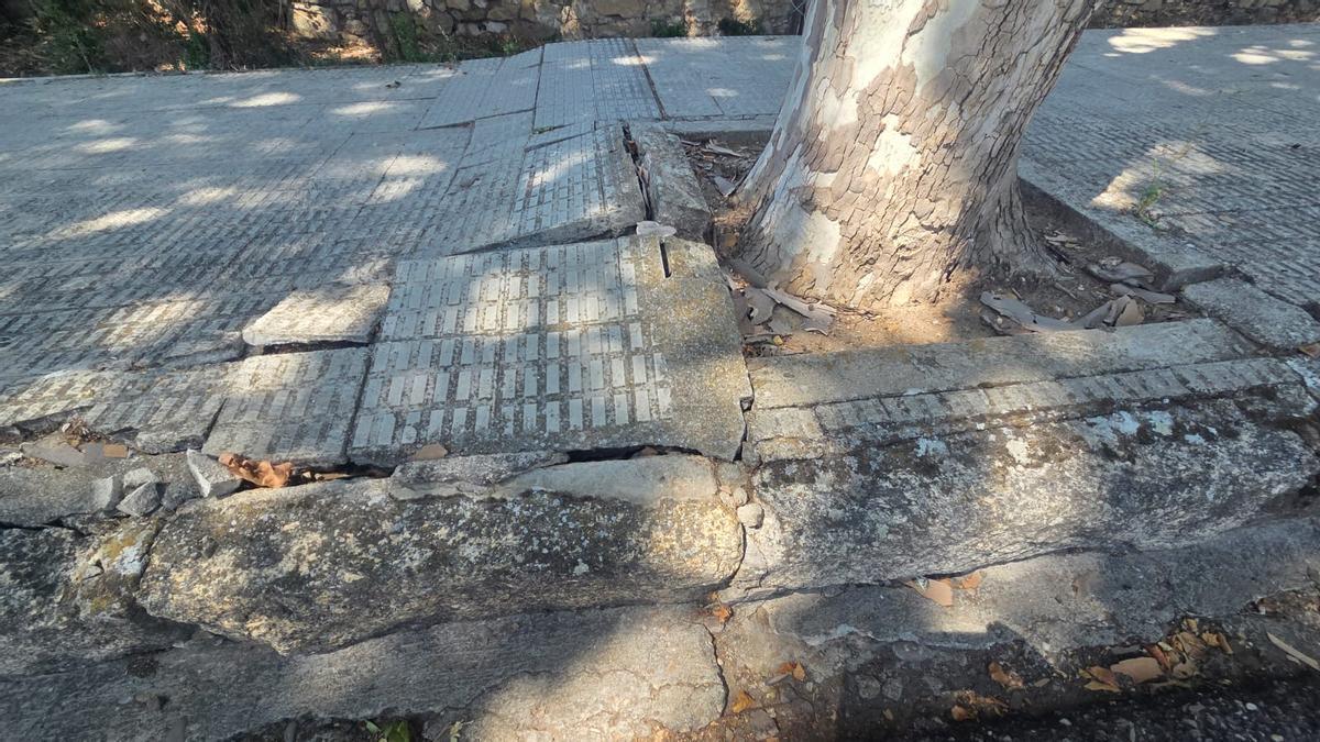Acera levantada por la raíz de un árbol en la calle Cabañales.