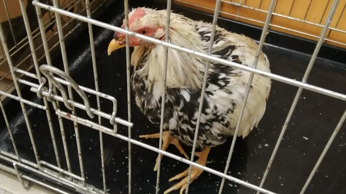 Uno de los gallos confiscados