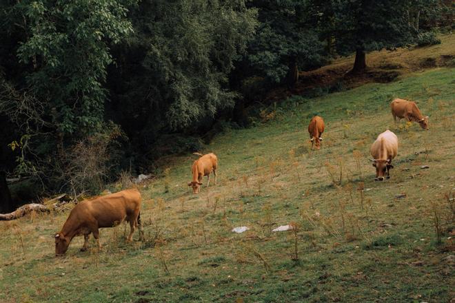 Varias vacas pastan en un pueblo en la frontera entre León y Galicia.