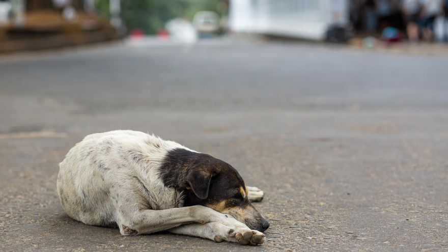 La Ley de Bienestar Animal entra en vigor en la Comunidad Valenciana