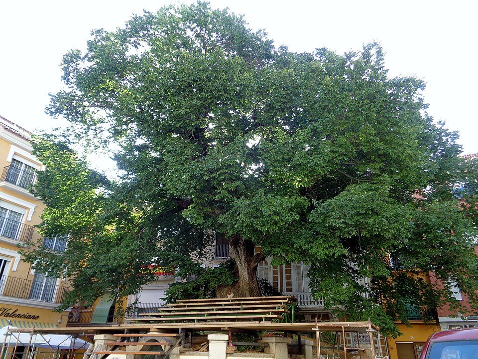 El olmo de Navajas fue declarado el Árbol del Año de 2019