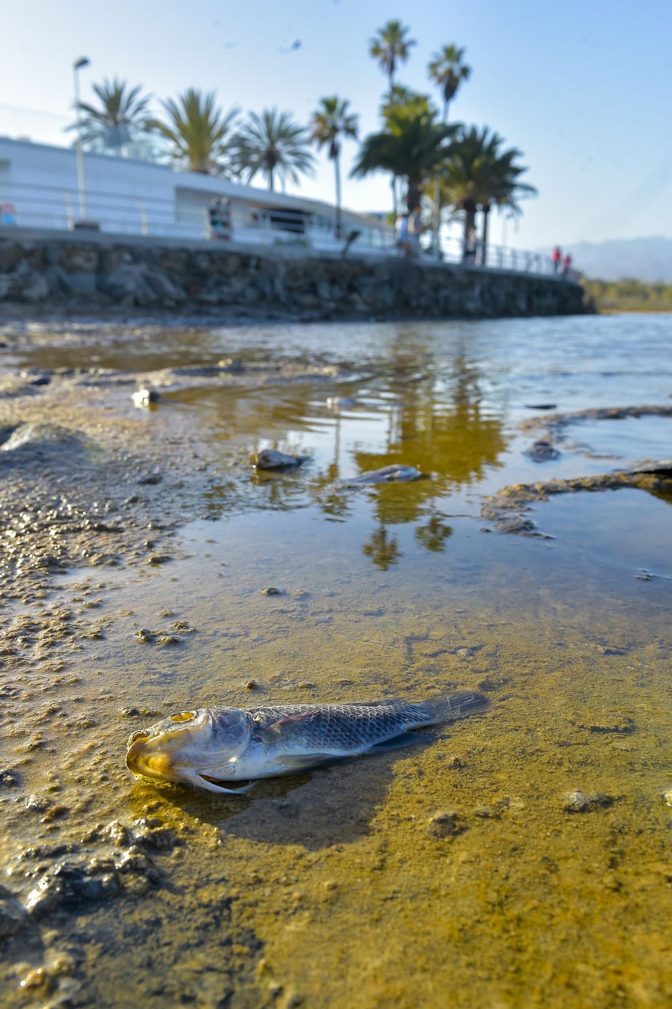 Peces muertos en la Charca de Maspalomas