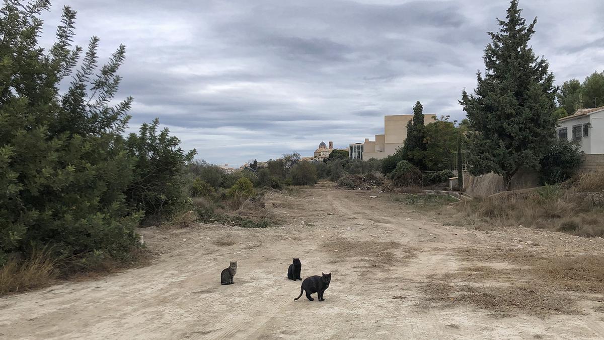 Iniciadas las obras del PAI Bellas Artes