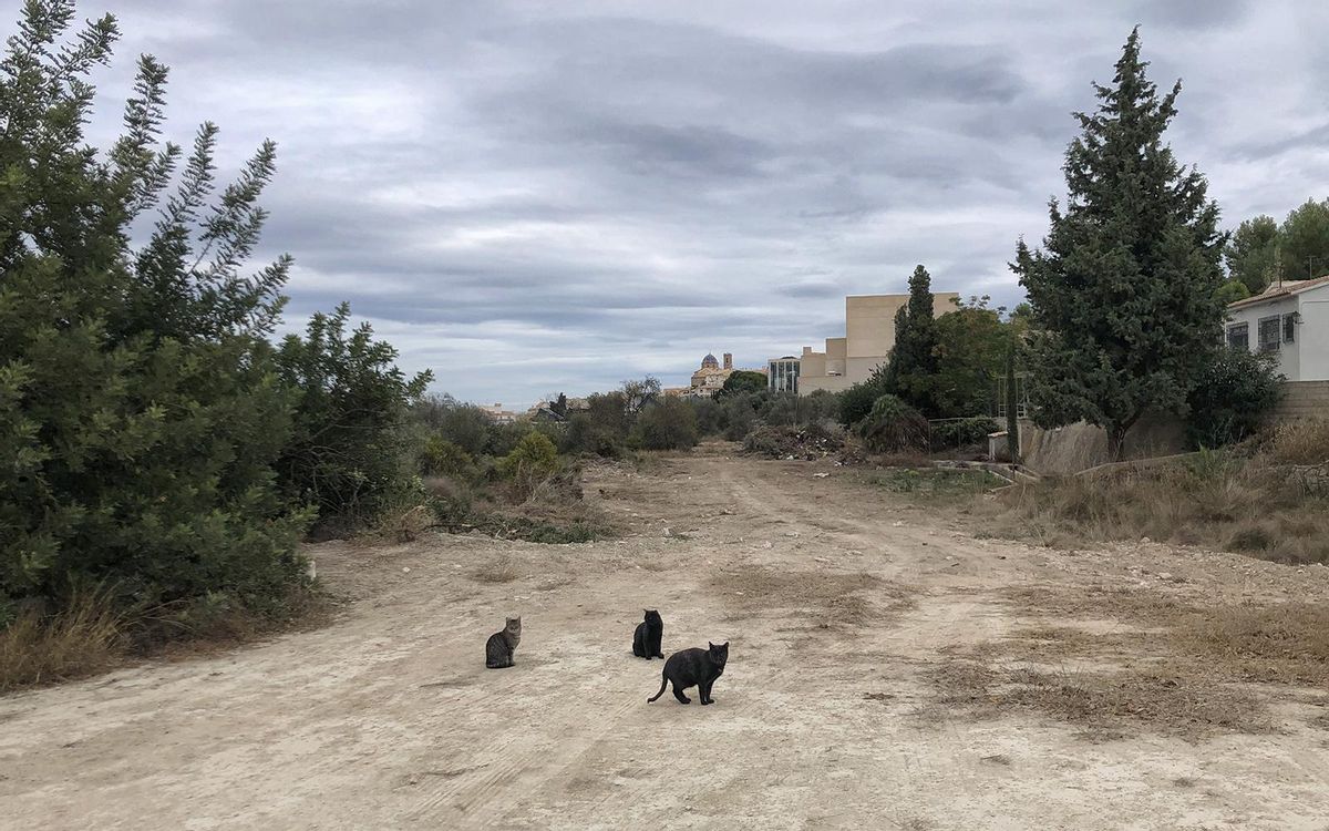 Iniciadas las obras del PAI Bellas Artes