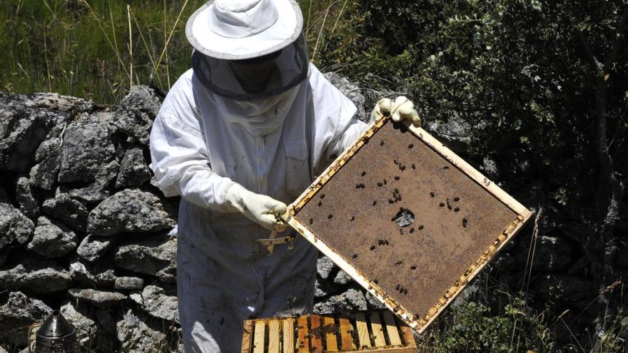 Un apicultor con una colmena.