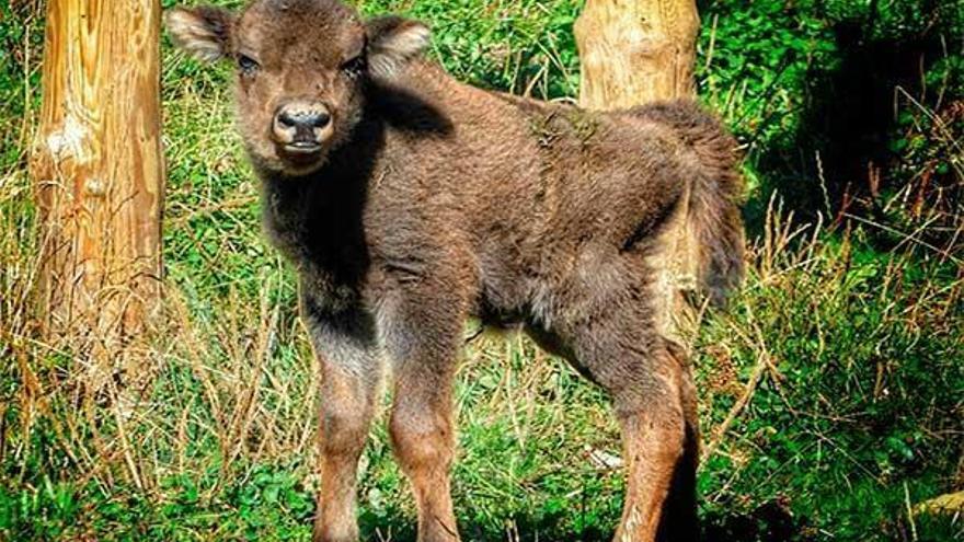 Nace un bisonte europeo en lacuniacha