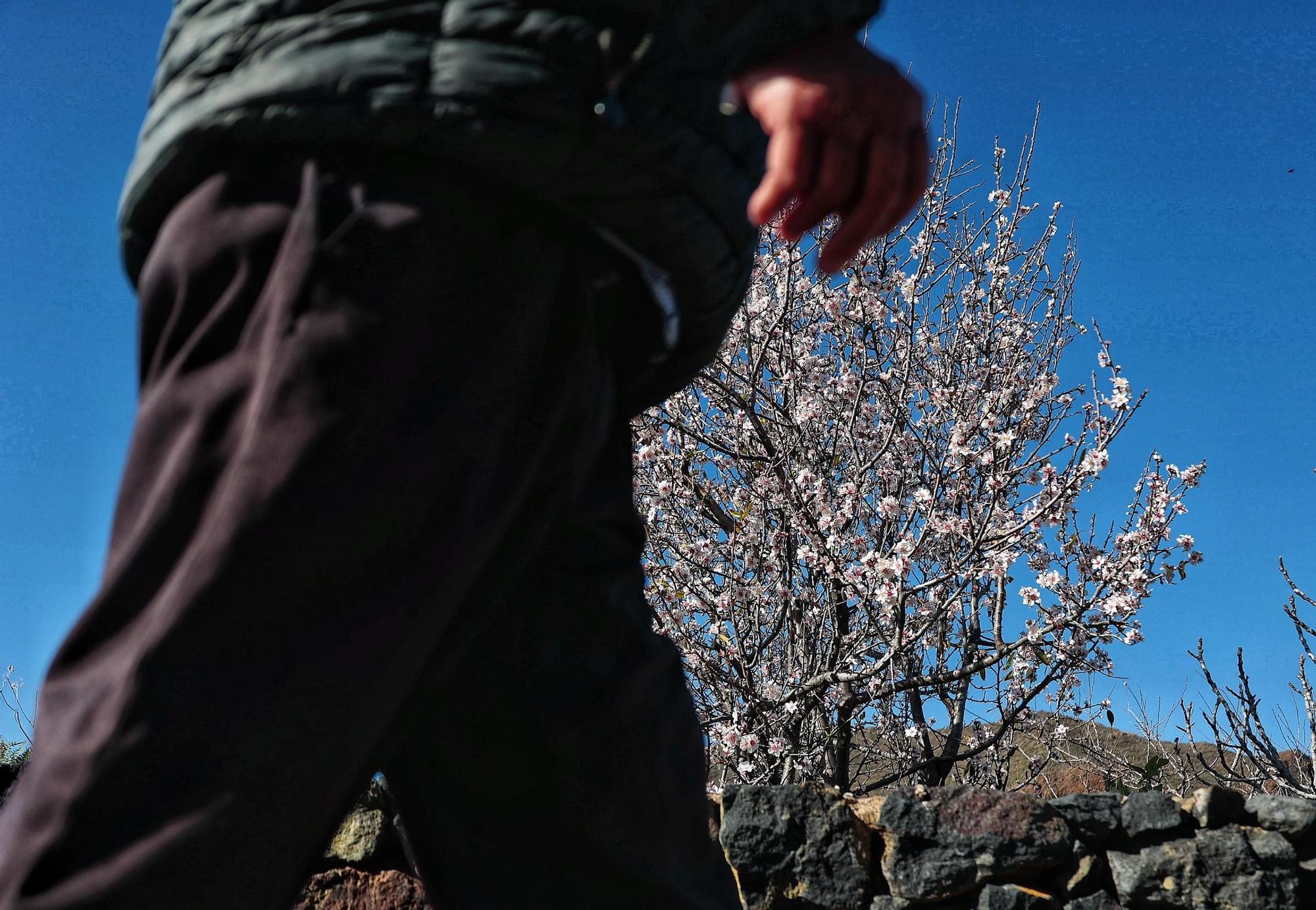 Pateos para ver el almendro en flor