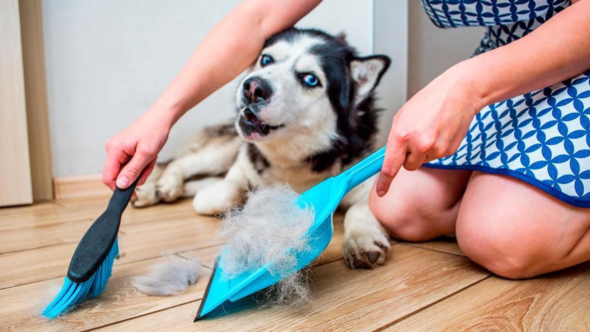 Consejos para eliminar el pelo de las mascotas.