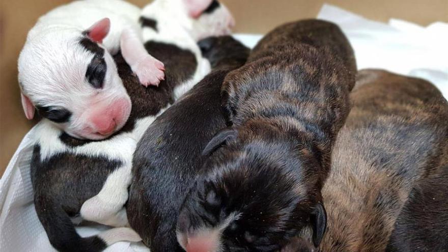 Tiran a la basura a 7 cachorritos en Borriol