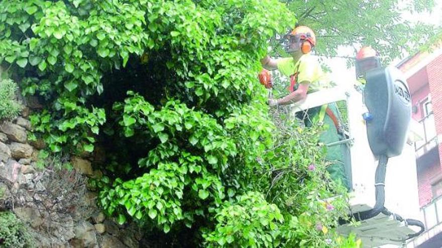 Un operario municipal retira la maleza de la muralla en el entronque de la calle Paraíso con Azcárraga.