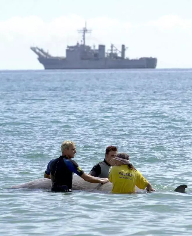 20 años desde que el sónar submarino dejó de matar cetáceos en Canarias