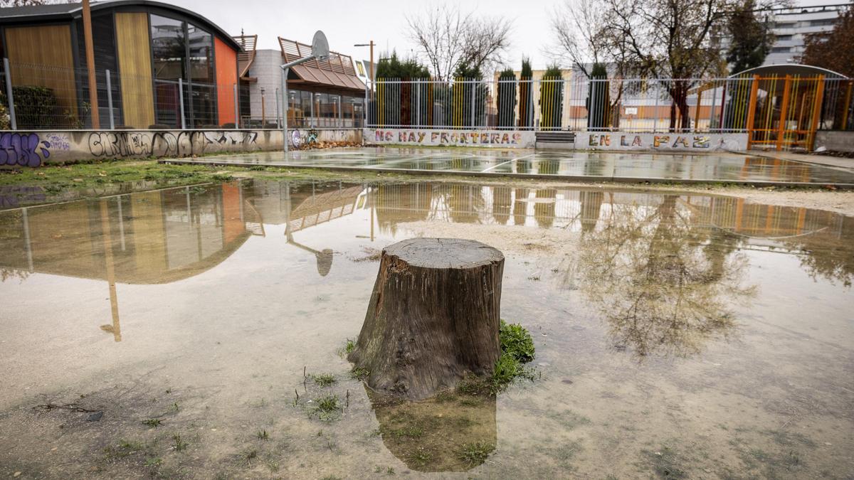 Los vecinos del Arrabal consiguieron evitar la tala de un imponente cedro en varias ocasiones hasta que murió.