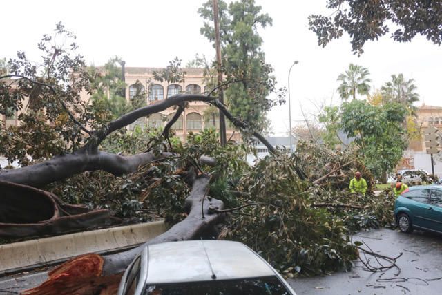 Las incidencias de la borrasca Ana en Málaga