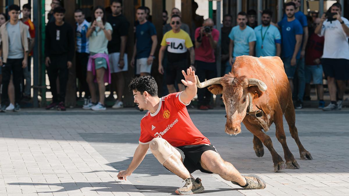 Un momento de la exhibición de las vacas de Eulogio Mateo en las fiestas de Nules.
