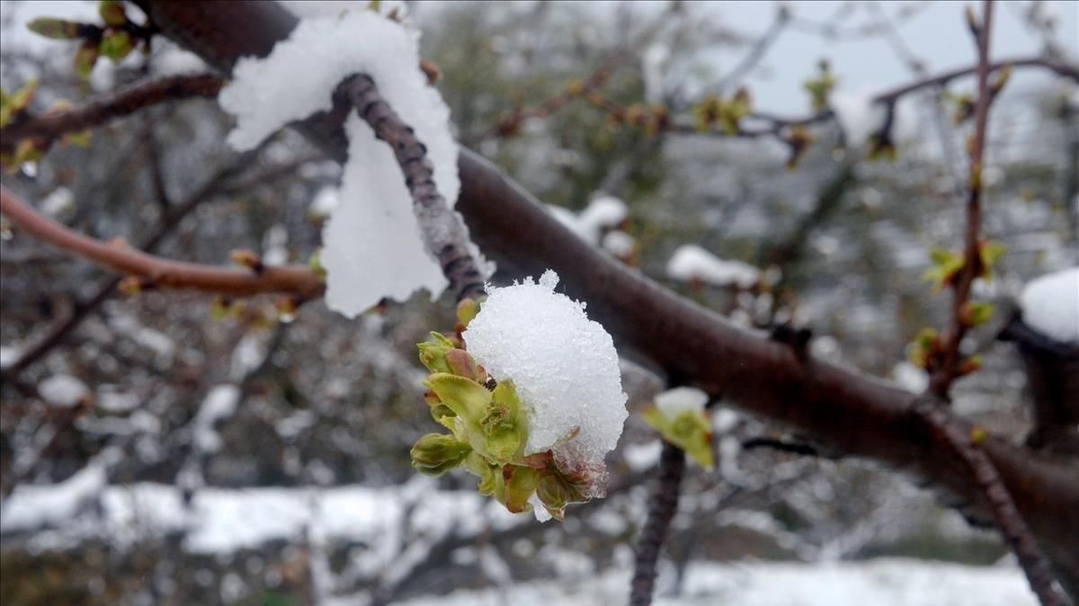 Los cerezos en flor del Jerte, más blancos que nunca debido a la nieve.