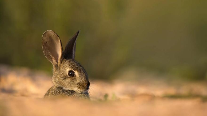 El conejo de monte, vital como presa de depredadores protegidos, cae un 17% en la Península desde 2009