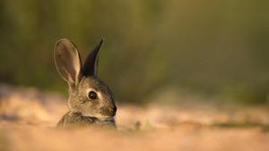 El conejo de campo está en declive en España, pese a su abundancia en algunas zonas