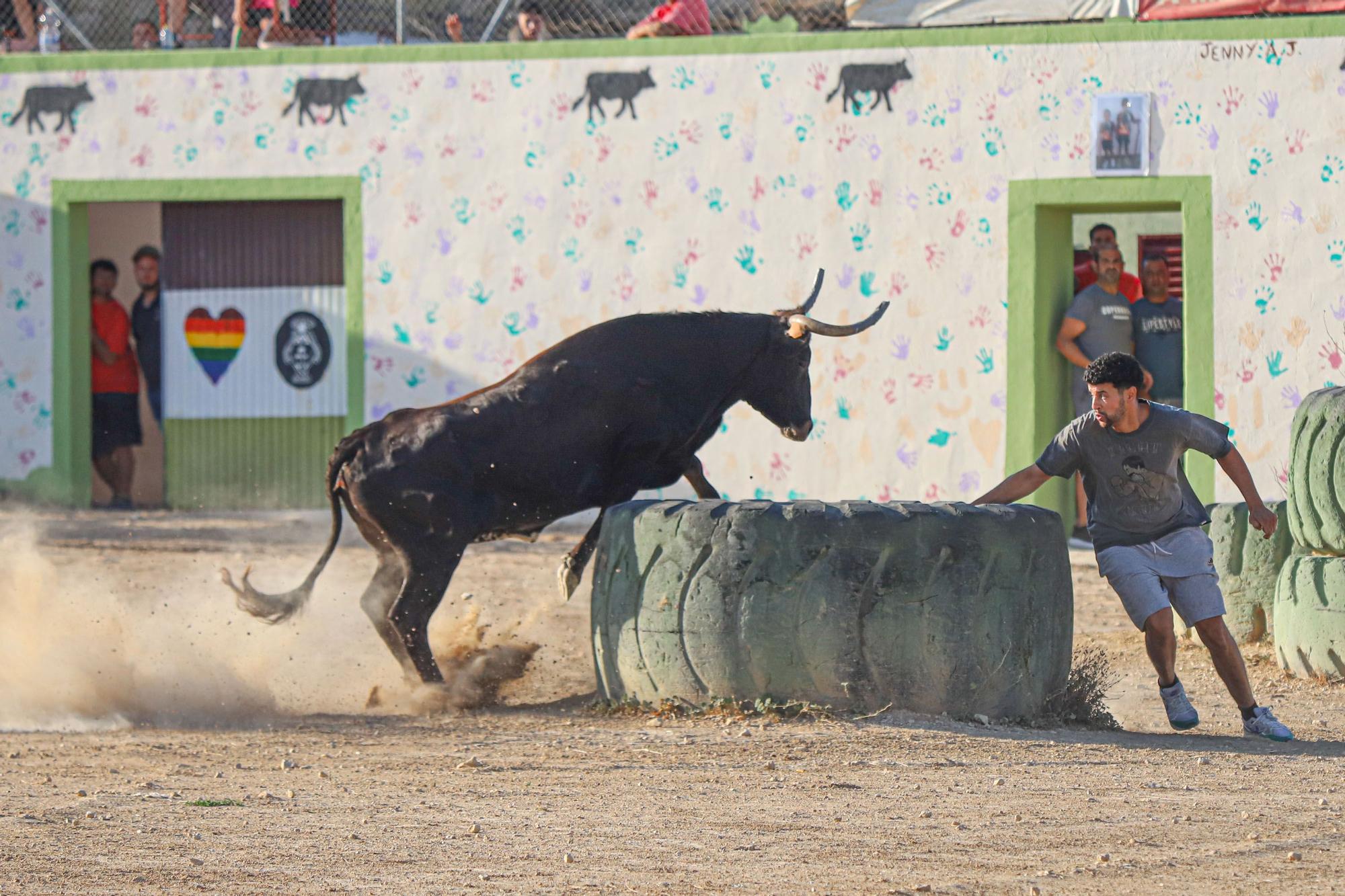 Suelta de Vaquillas en Pinoso 2023