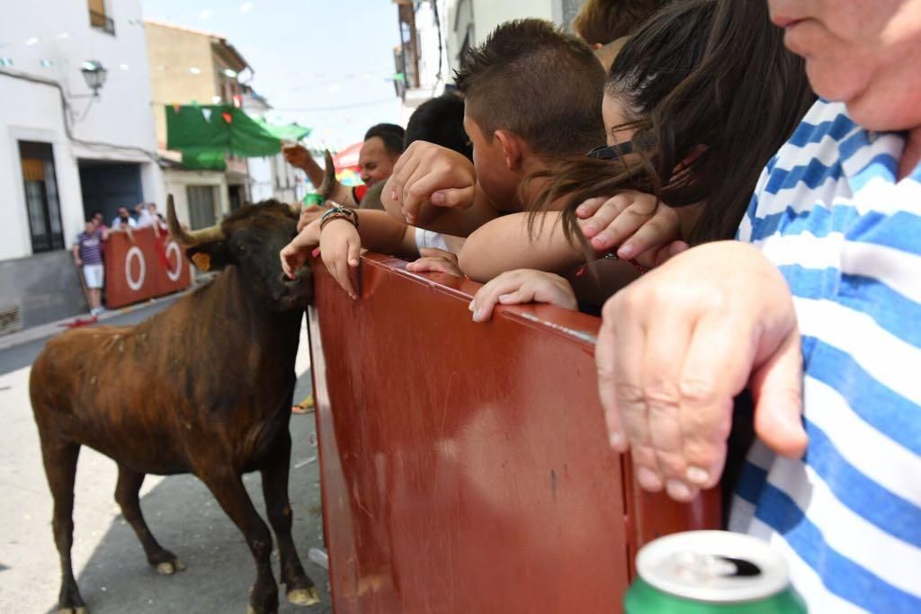 Fotogalería / Encierro de las vacas de El Viso