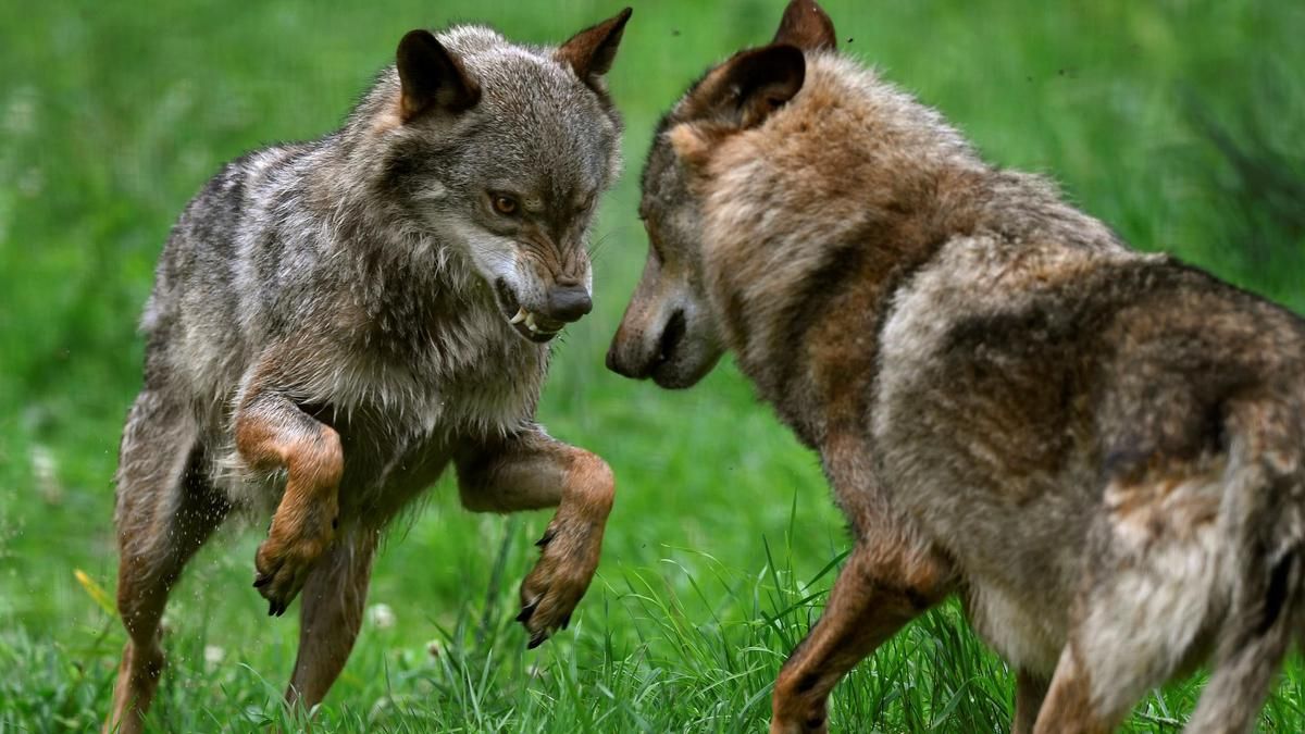 Una pareja de lobos peleándose en la Casa del Lobo.