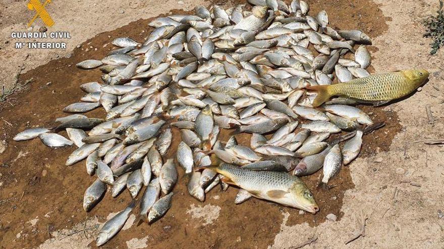 La Guardia Civil interpone más de 40 denuncias a la normativa de caza y pesca en el Cinca Medio y Bajo Cinca
