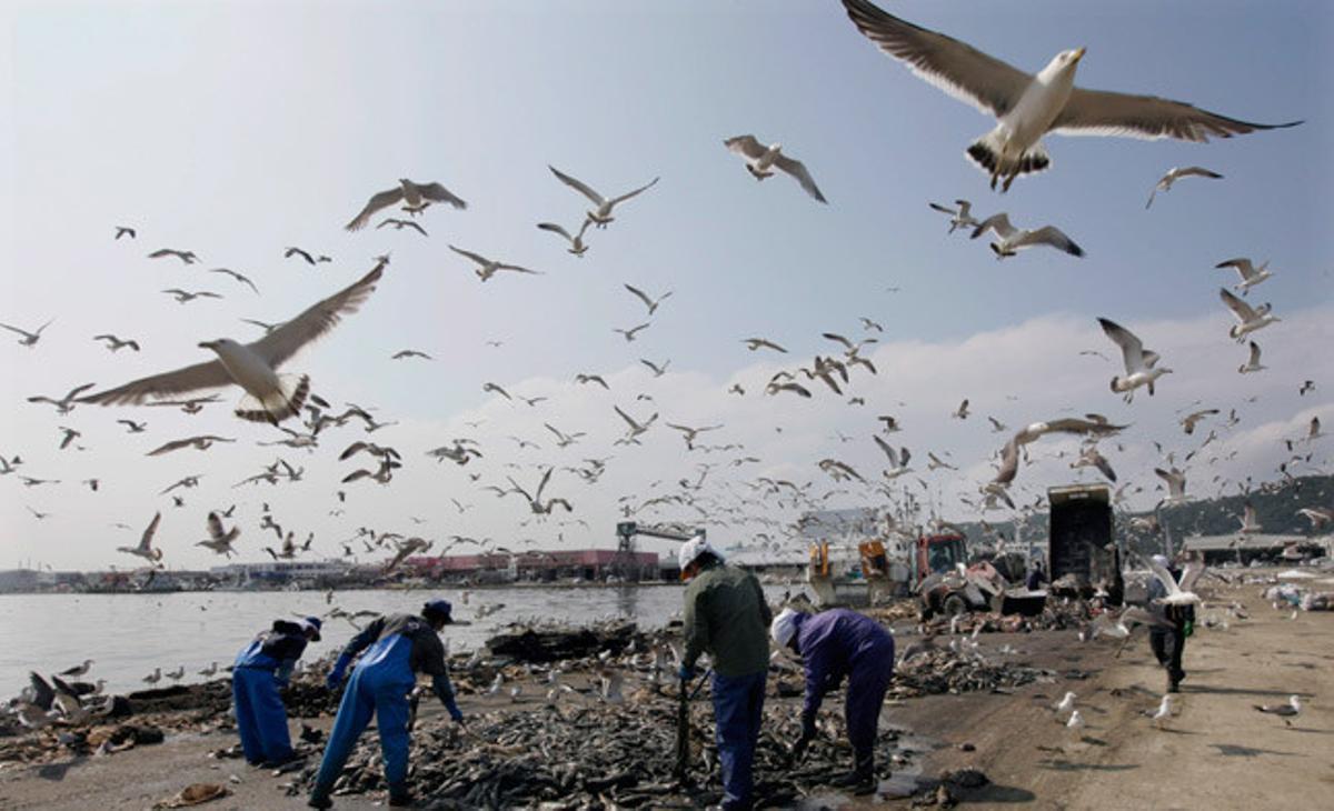Gavines sobrevolen el peix congelat en descomposició que els treballadors treuen dels contenidors espatllats durant el terratrèmol i tsunami de l’11 de març, a Ishinomaki (Japó).