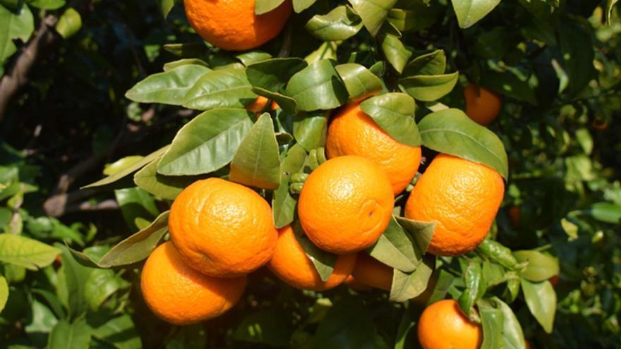 La agricultura valenciana contra Aldi: baja el precio de las mandarinas cuando empieza la recolección en España