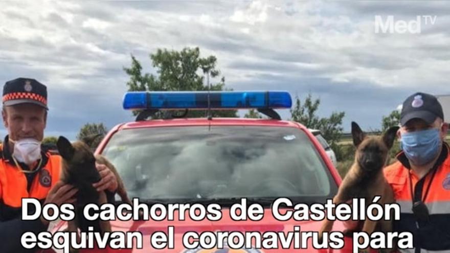 Dos cachorros de Castellón esquivan el coronavirus para viajar a Madrid con sus nuevas familias