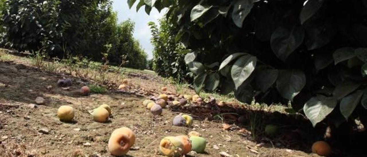 El calor funde la agricultura