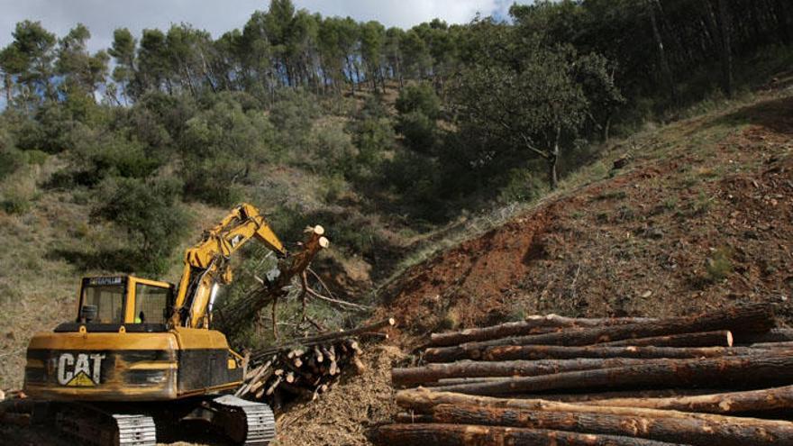 Trabajos forestales en los Montes de Málaga.