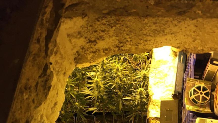 Zulo de Loriguilla donde hallaron 450 plantas de marihuana y seis kilos de hachís.