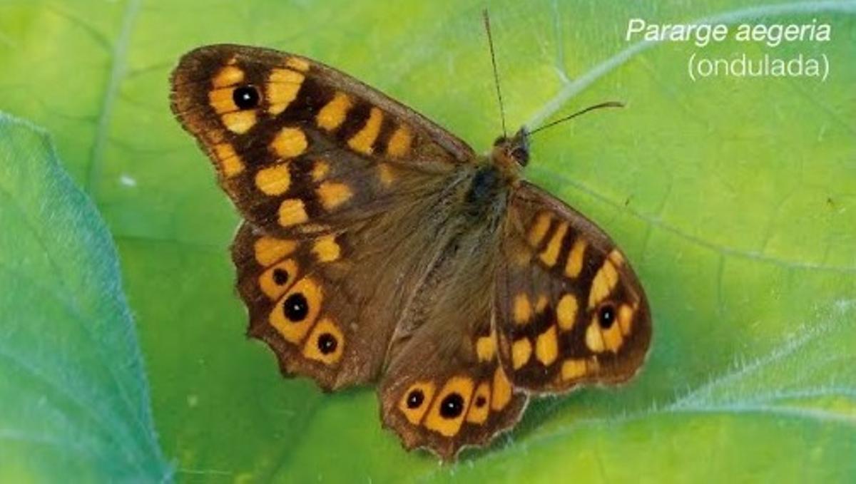 Fotografía de la mariposa Pararge aegeria (ondulada).