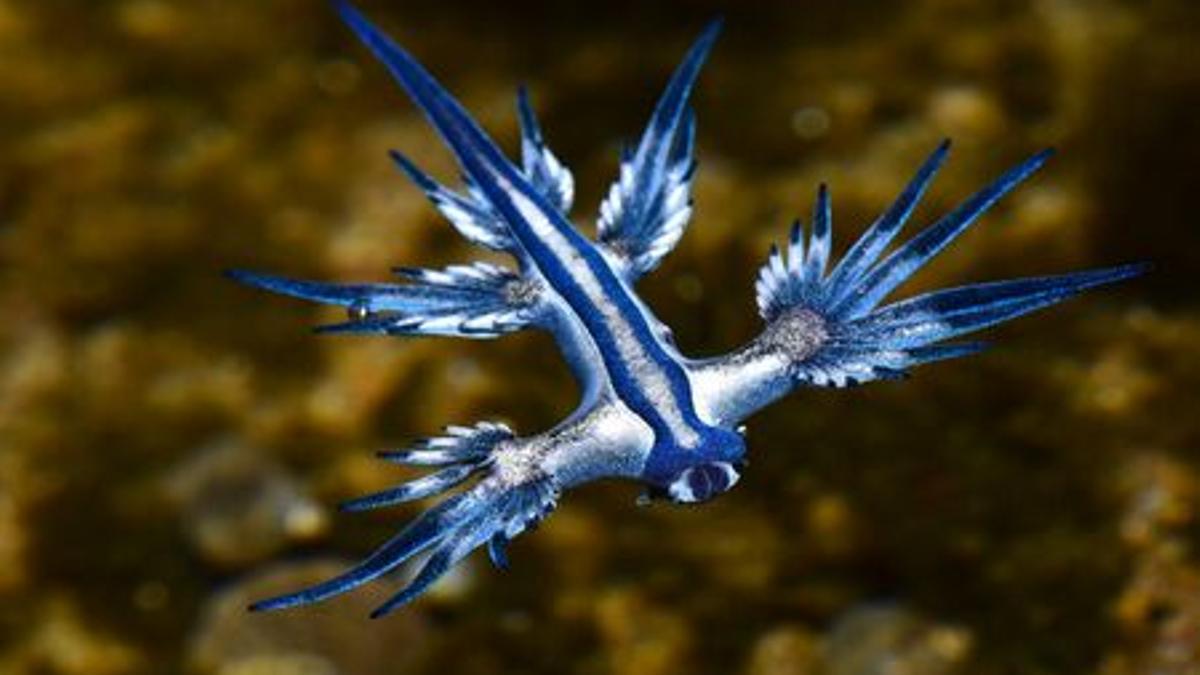 La aparición del dragón azul obliga a cerrar al baño una playa de Gran Canaria