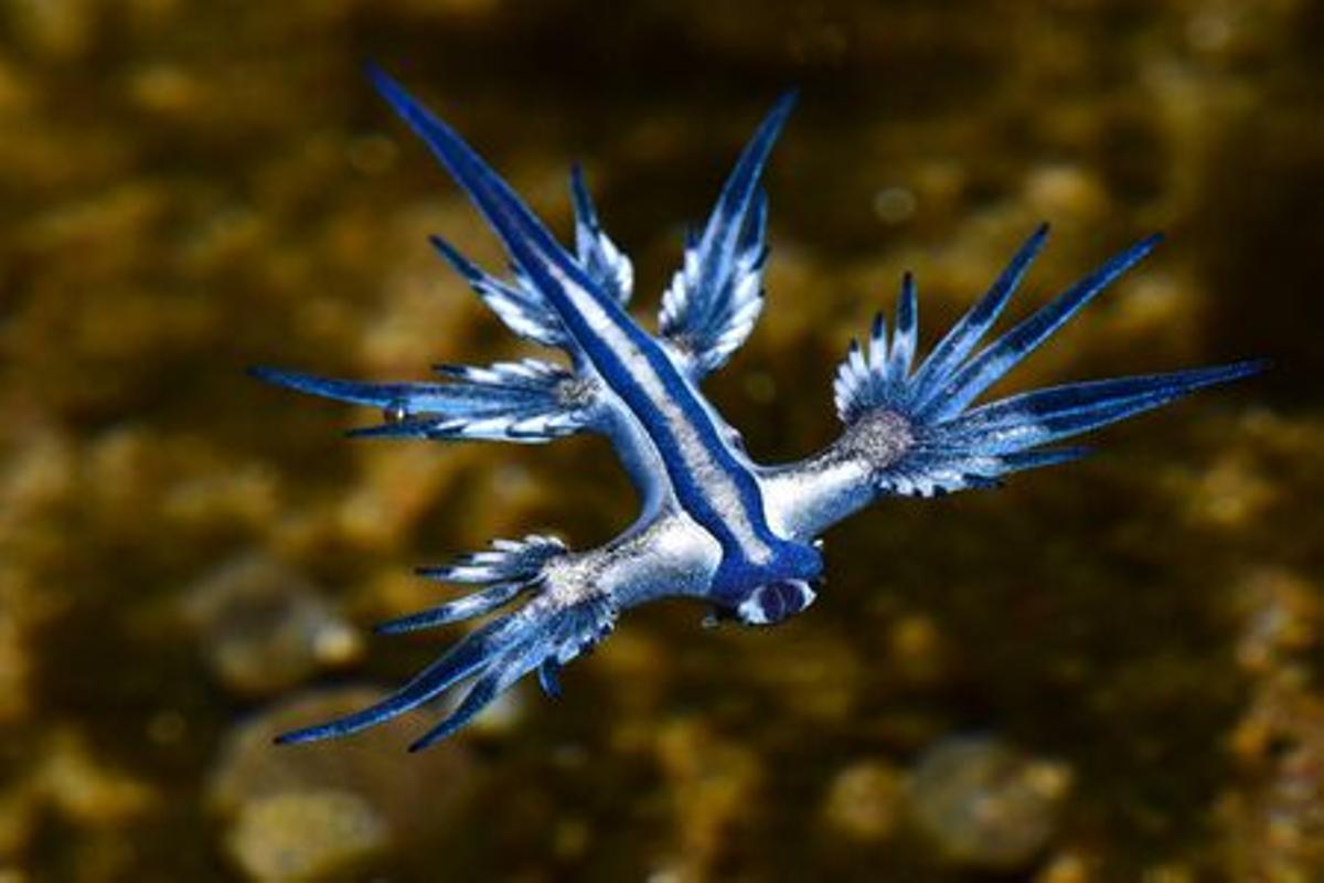 La aparición del dragón azul obliga a cerrar al baño una playa de Gran Canaria